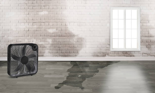 Best Local water damage restoration  in Plummer, ID