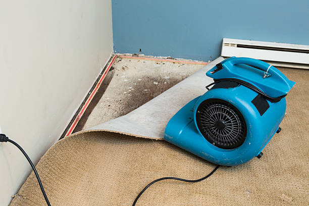 Best Mold removal after water damage  in Plummer, ID